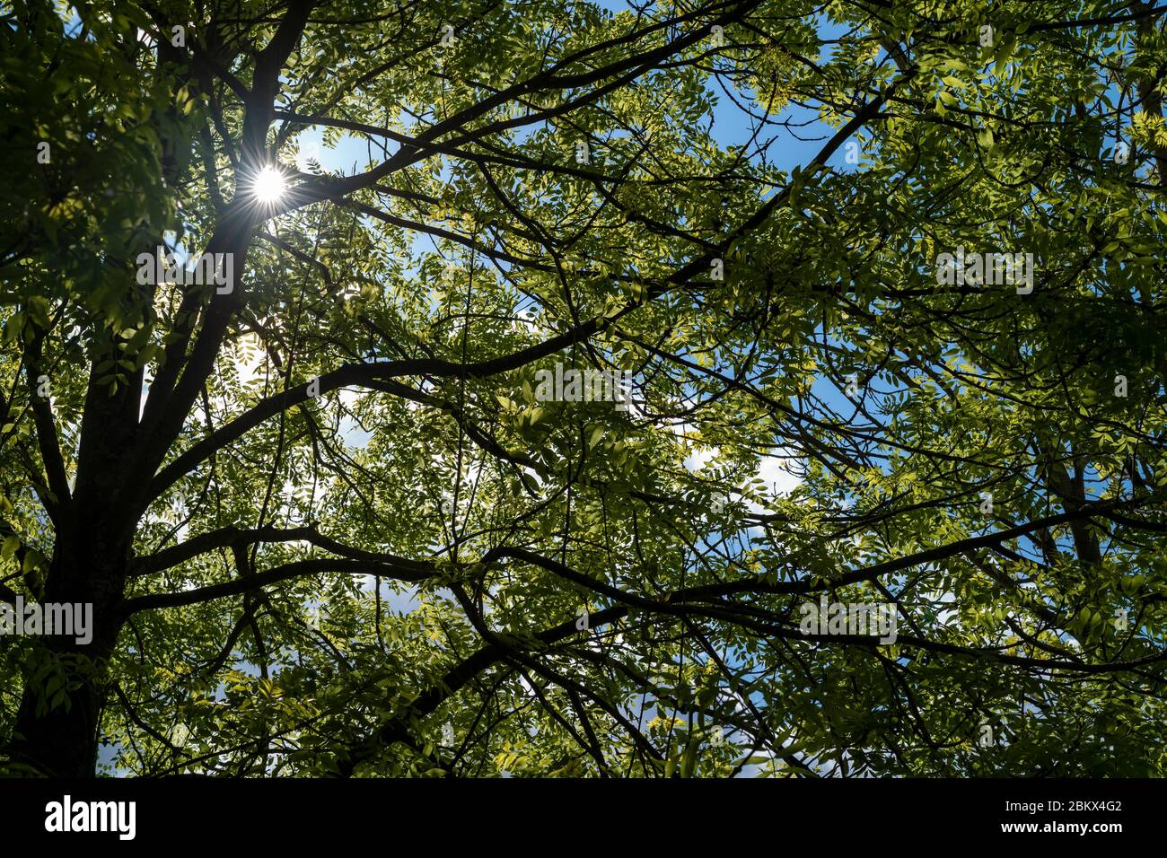 Luce del sole attraverso le foglie e rami di un deciduo albero di cenere comune - Fraxinus - in una giornata calda soleggiata in Springtime nei Cotswolds, Regno Unito Foto Stock