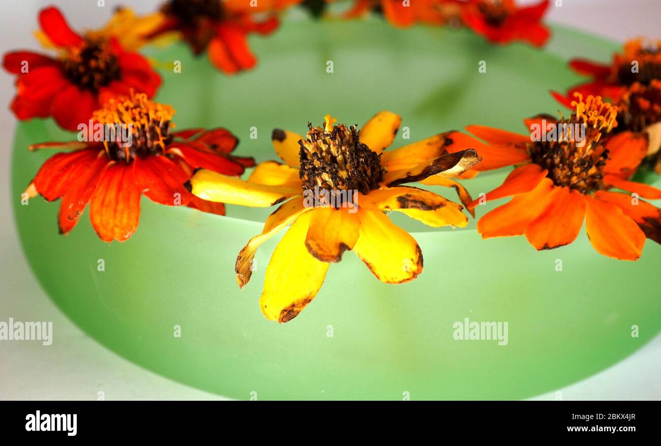 Un piccolo vaso ad anello di metà secolo con zinnie in miniatura che galleggiano per una visualizzazione da tavolo Foto Stock