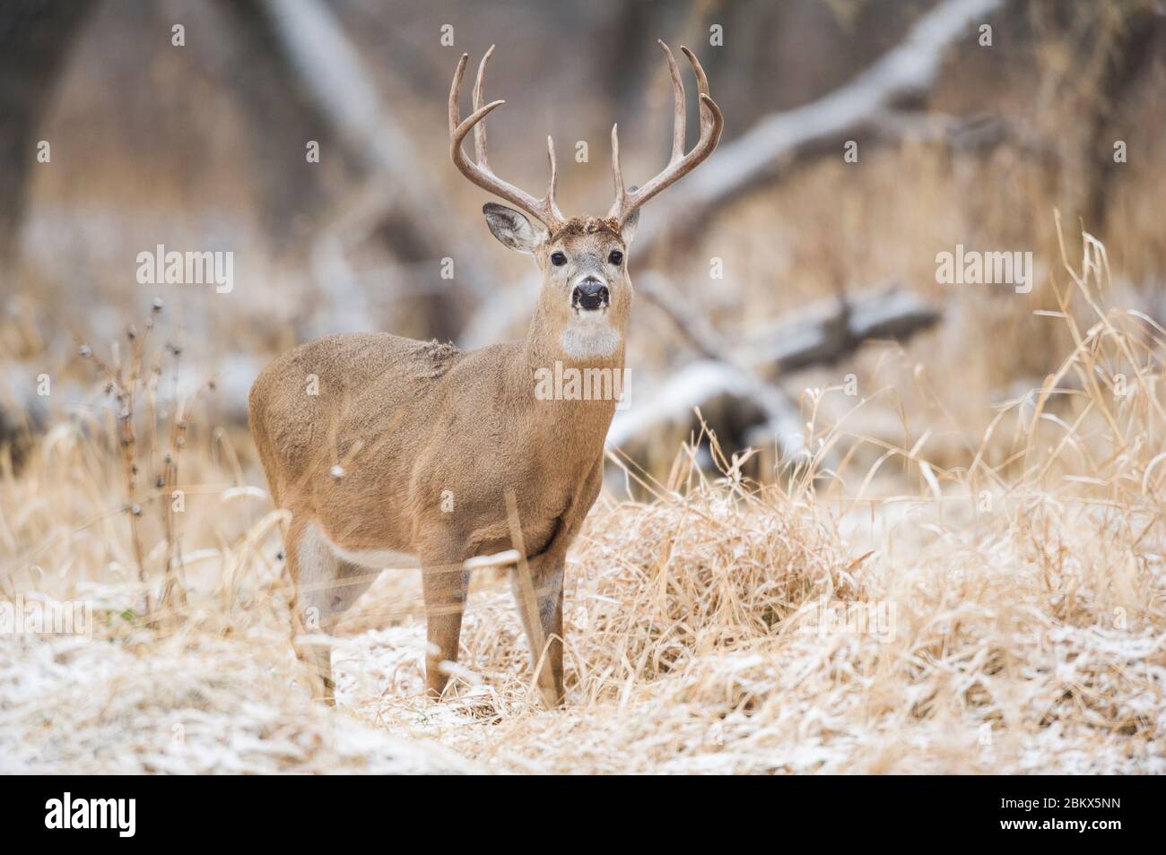 Cervo dalla coda bianca, buck (Odocoileus virginianus), Nord America orientale, di Dominique Braud/Dembinsky Photo Assoc Foto Stock