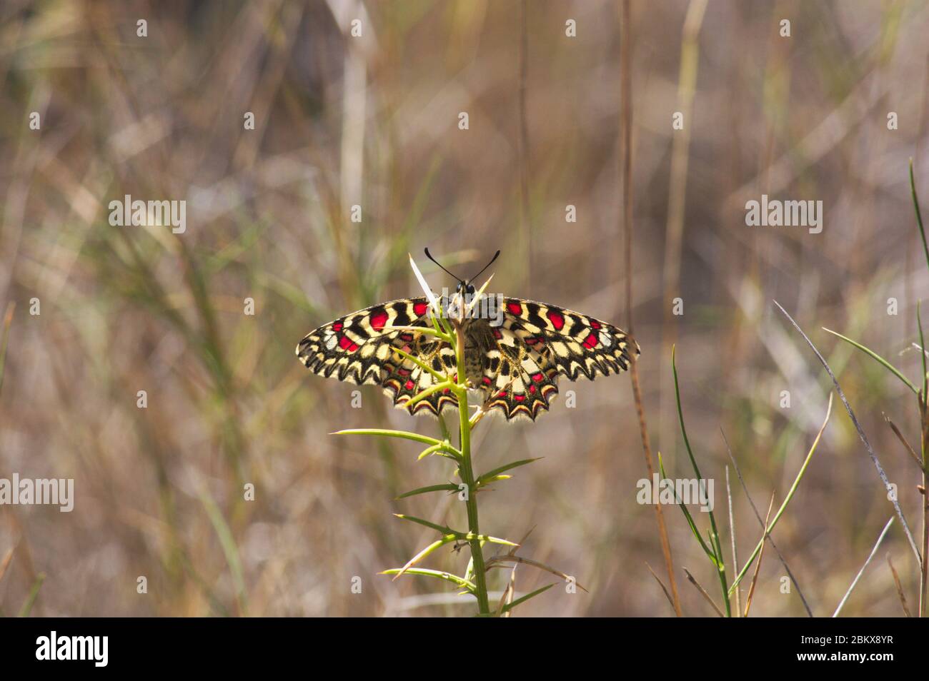 Primo piano di un esemplare di Zerynthia rumina, una farfalla conosciuta come festone spagnolo, mentre riposano al sole in alcune erbe selvatiche Foto Stock