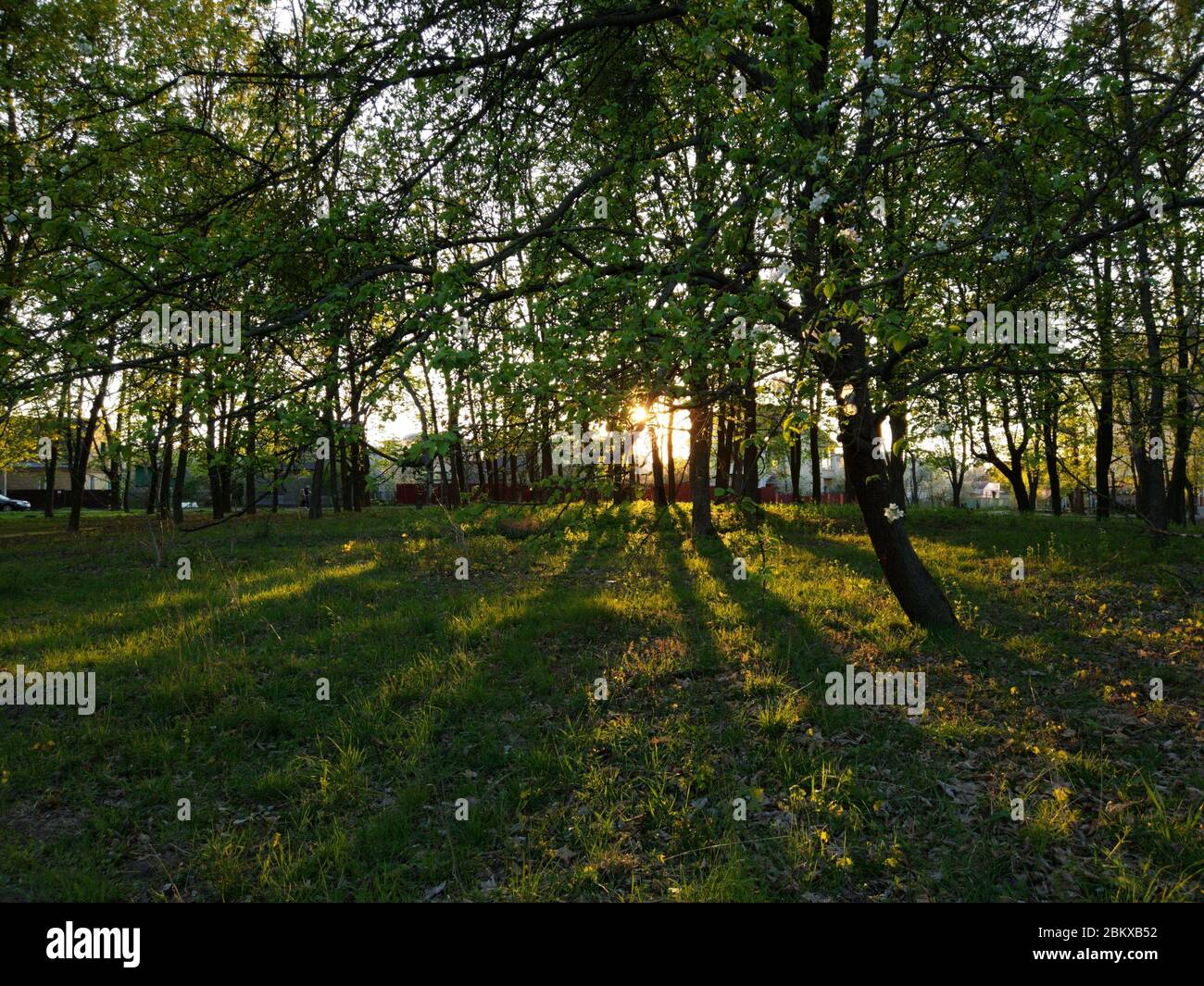 Alberi boscosi retroilluminati prima del tramonto con raggi di sole che si riversano attraverso gli alberi sul pavimento della foresta. Foto Stock