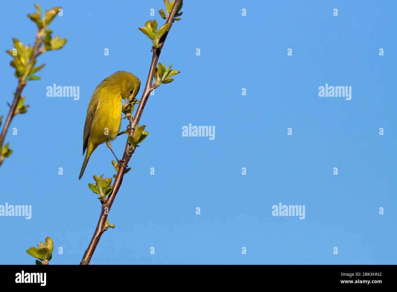 Warbler (Oreothlypis celata), EE Wilson Wildlife Area, Oregon Foto Stock