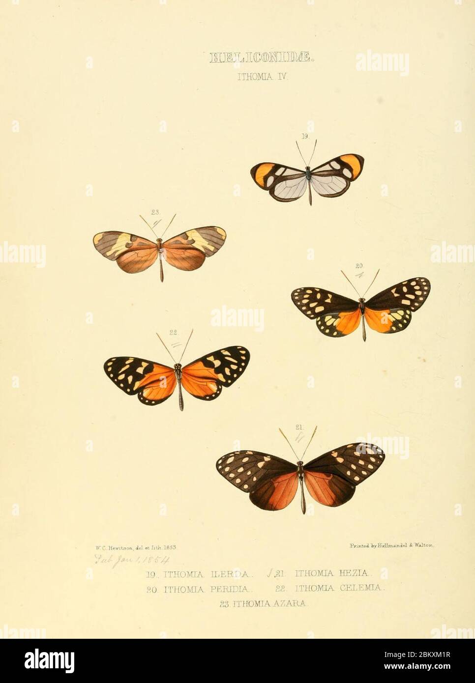 Illustrazioni di nuove specie di farfalle esotiche (Heliconidae- Ithomia IV) Foto Stock
