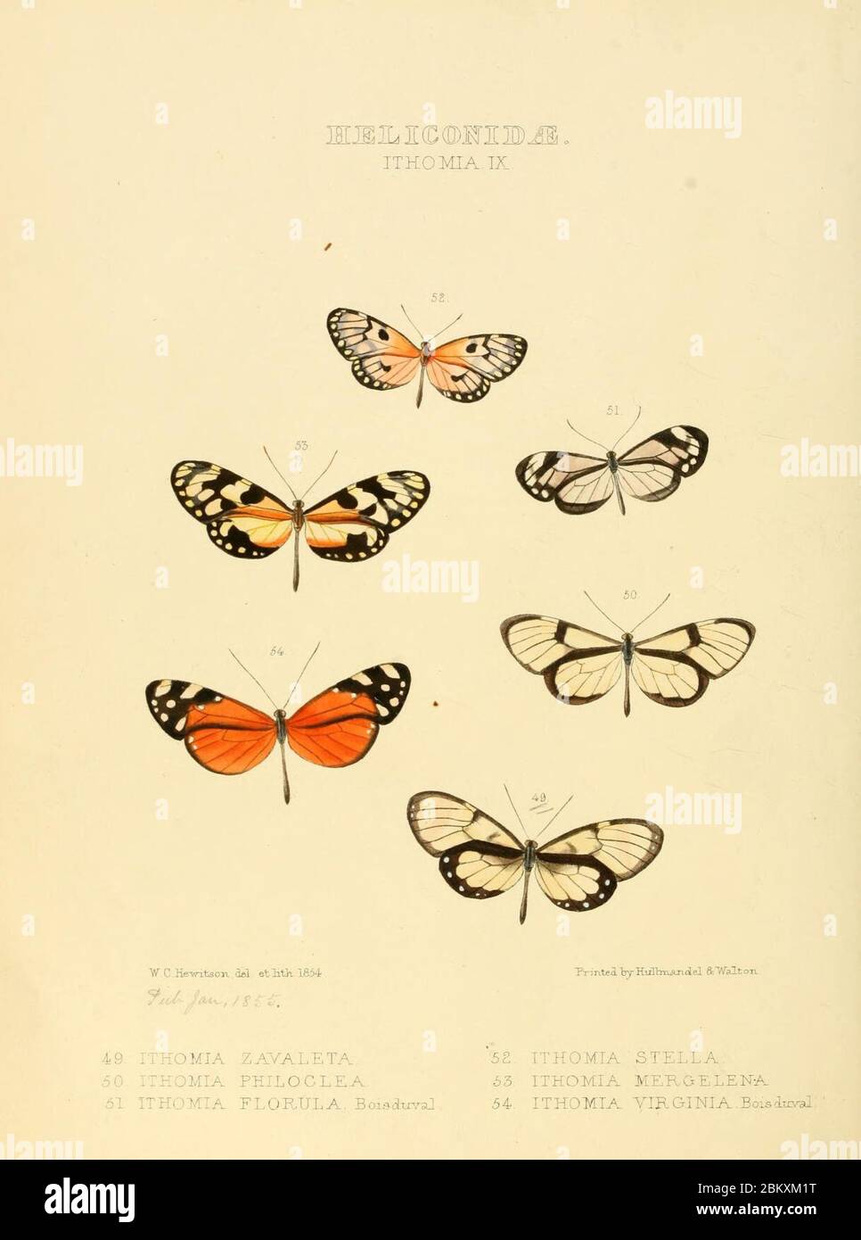 Illustrazioni di nuove specie di farfalle esotiche (Heliconidae- Ithomia IX) Foto Stock