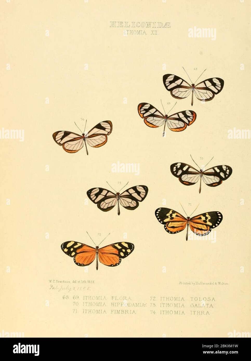 Illustrazioni di nuove specie di farfalle esotiche (Heliconidae- Ithomia XII) Foto Stock