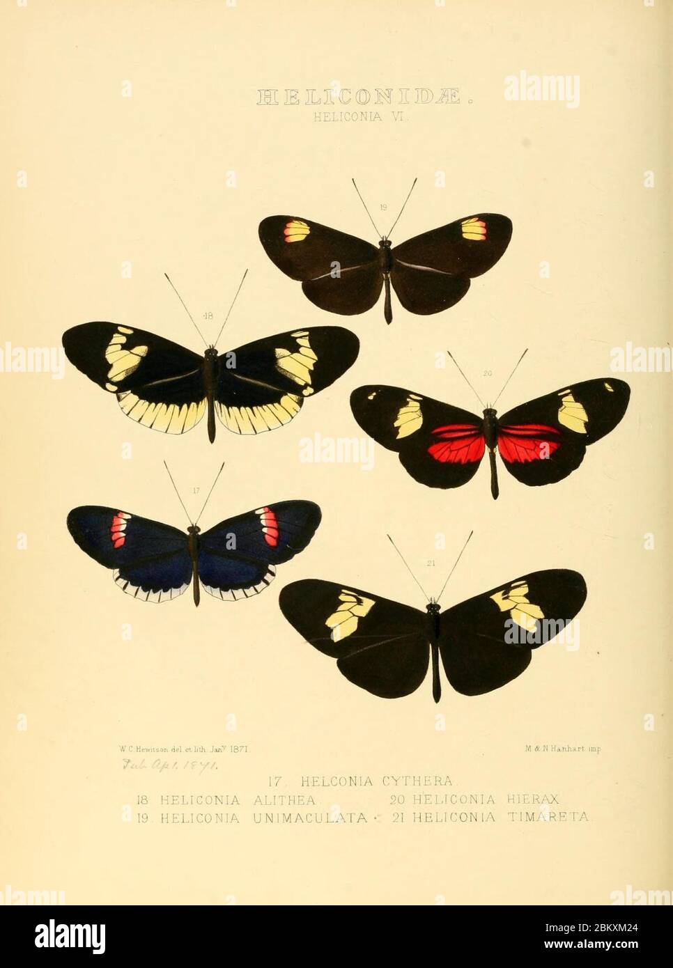 Illustrazioni di nuove specie di farfalle esotiche (Heliconidae- Helicon VI) Foto Stock