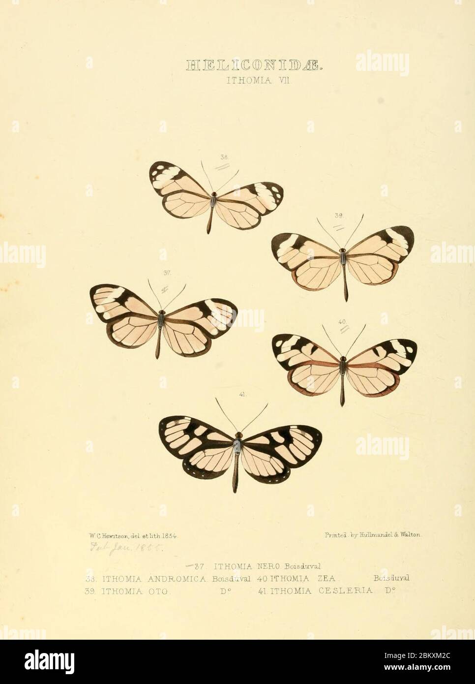 Illustrazioni di nuove specie di farfalle esotiche (Heliconidae- Ithomia VII) Foto Stock