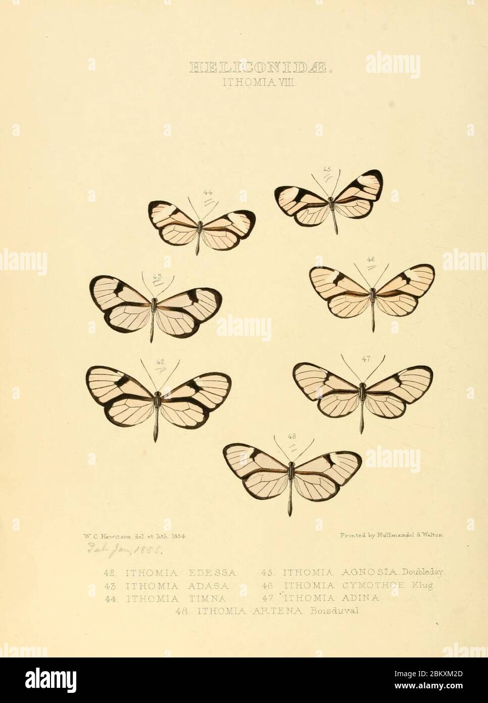 Illustrazioni di nuove specie di farfalle esotiche (Heliconidae- Ithomia VIII) Foto Stock