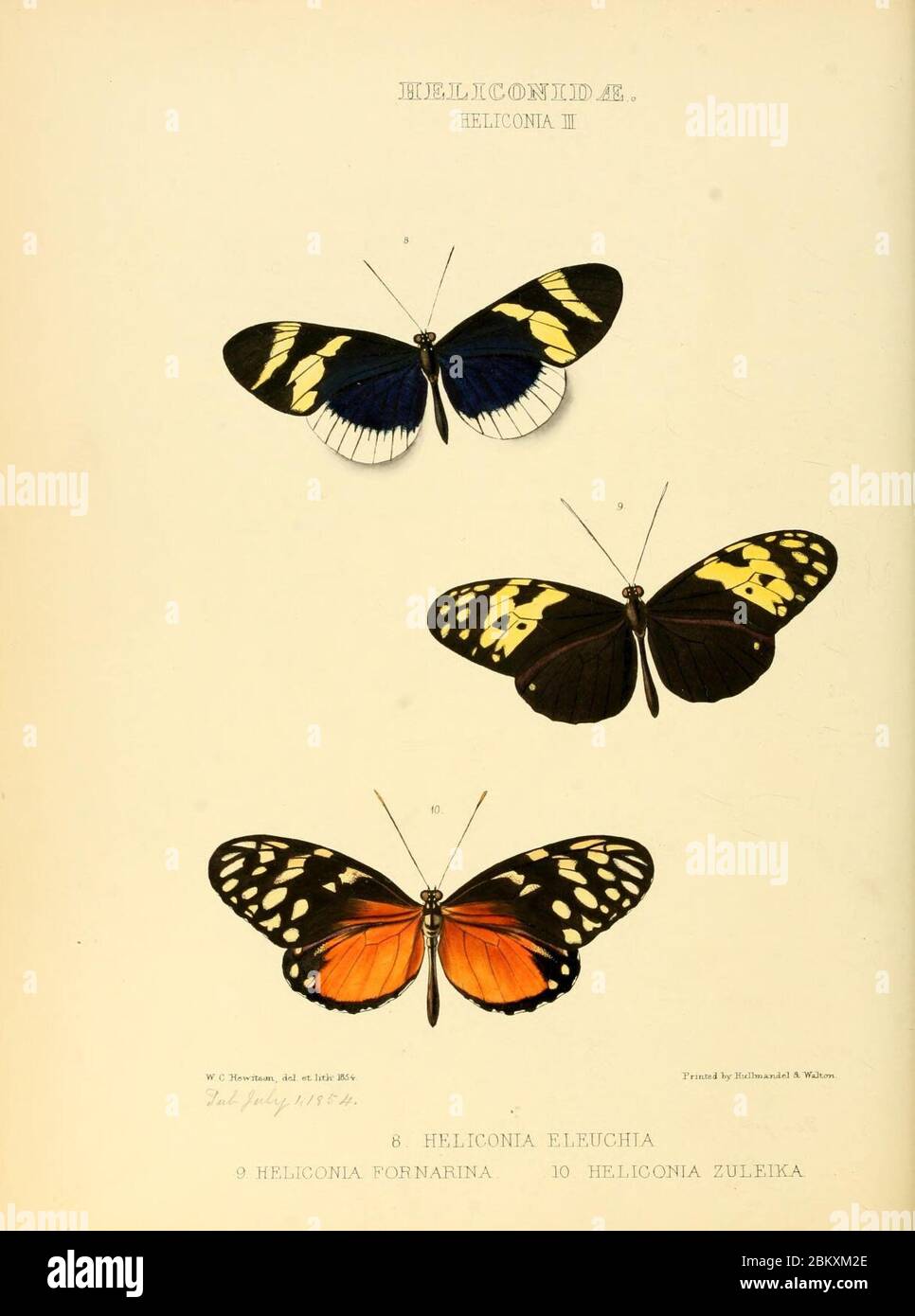 Illustrazioni di nuove specie di farfalle esotiche (Heliconidae- Helicon III) Foto Stock
