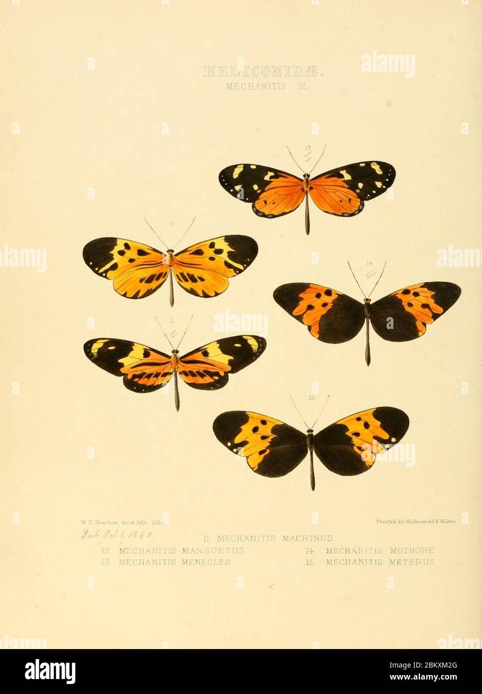 Illustrazioni di nuove specie di farfalle esotiche (Heliconidae- Mechani III) Foto Stock