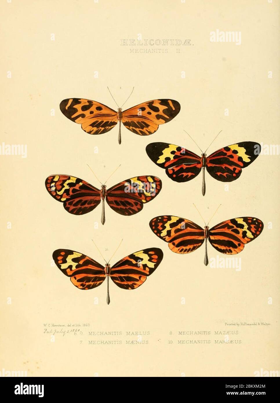 Illustrazioni di nuove specie di farfalle esotiche (Heliconidae- Mechani II) Foto Stock