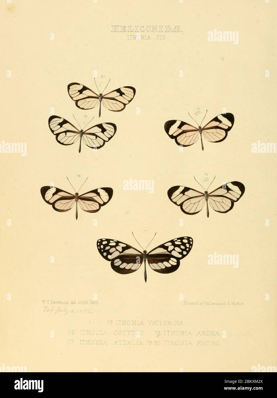 Illustrazioni di nuove specie di farfalle esotiche (Heliconidae- Ithomia XIII) Foto Stock