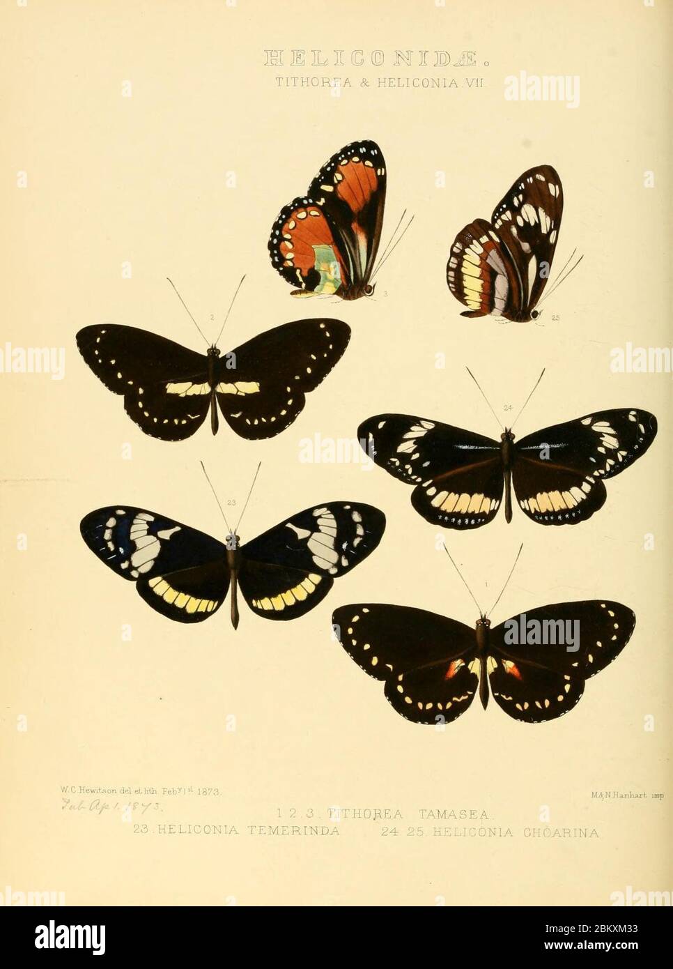 Illustrazioni di nuove specie di farfalle esotiche (Heliconidae- Tithore) Foto Stock