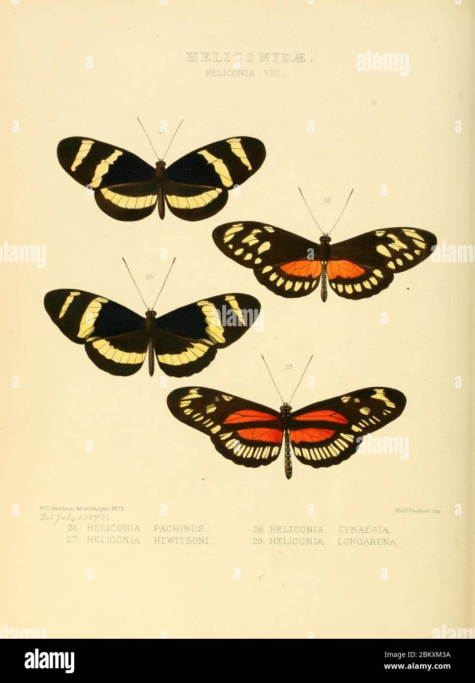Illustrazioni di nuove specie di farfalle esotiche (Heliconidae- Helicon) Foto Stock
