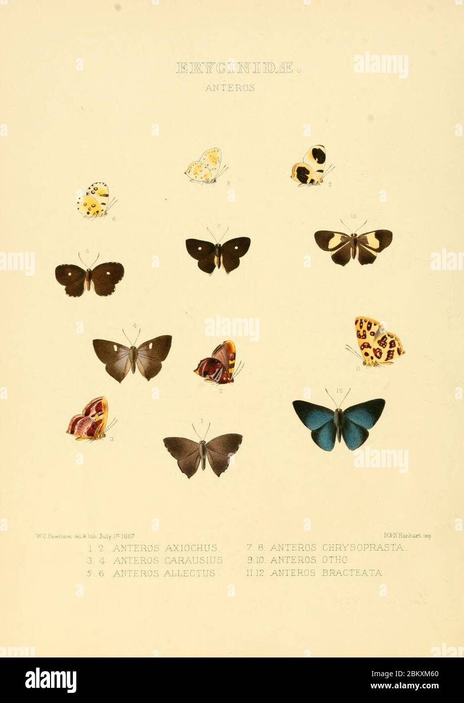 Illustrazioni di nuove specie di farfalle esotiche Anteros. Foto Stock