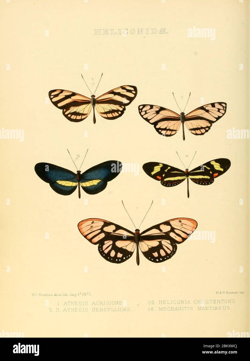 Illustrazioni di nuove specie di farfalle esotiche Heliconidae. Foto Stock