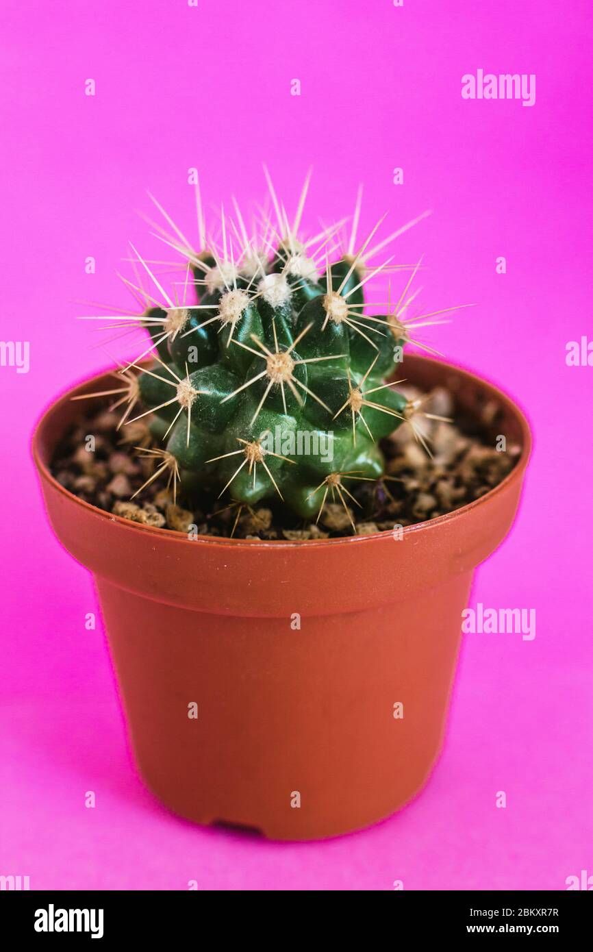 Cactus messicano nel vaso, pianta in Messico cultura messicana Foto Stock