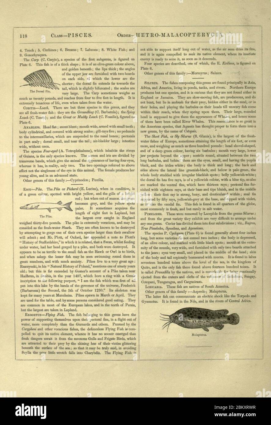 Illustrazioni di zoologia Foto Stock