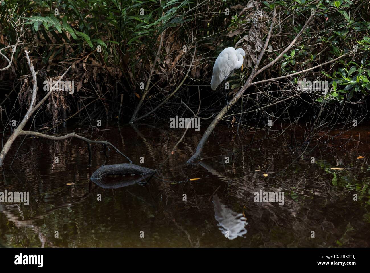 Airone bianco in una palude a Dzinintun Mangrove, Messico Foto Stock