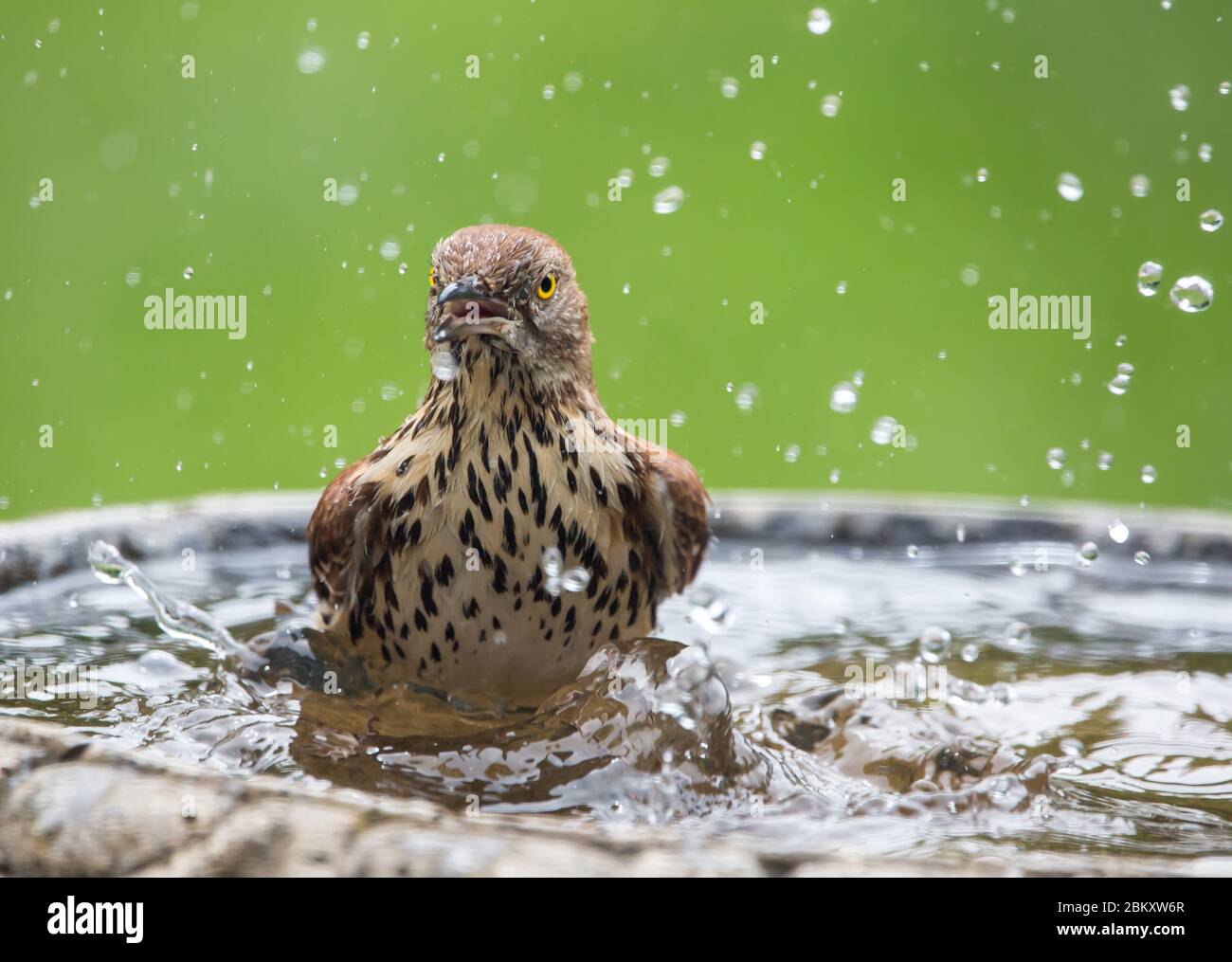 Primo piano di un bagno di thrasher marrone in un bagno di uccello. Foto Stock