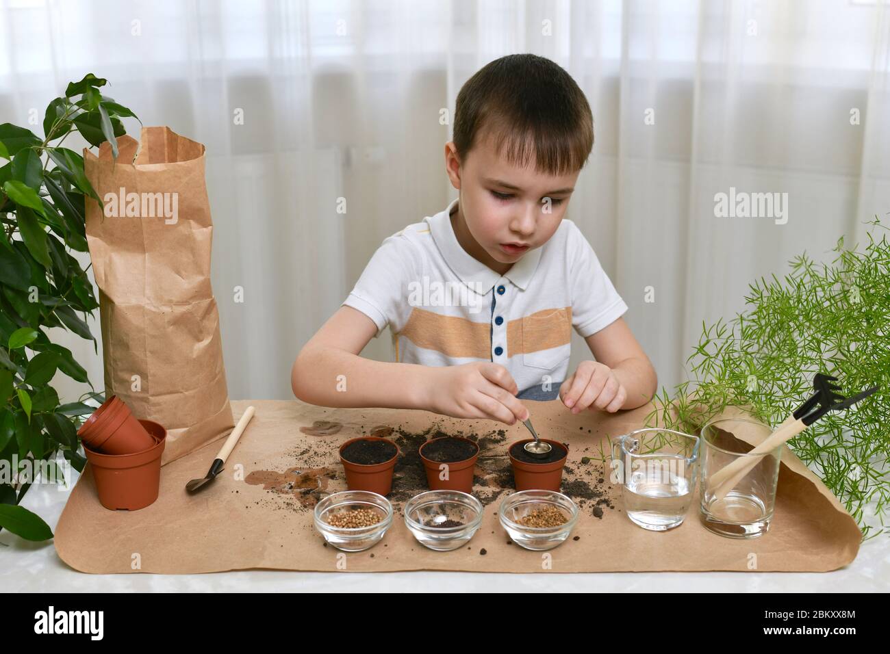 Piantando i semi di micro verdi in pentole. Il ragazzo mette delicatamente i semi con le pinzette in una pentola attraverso un imbuto. Foto Stock