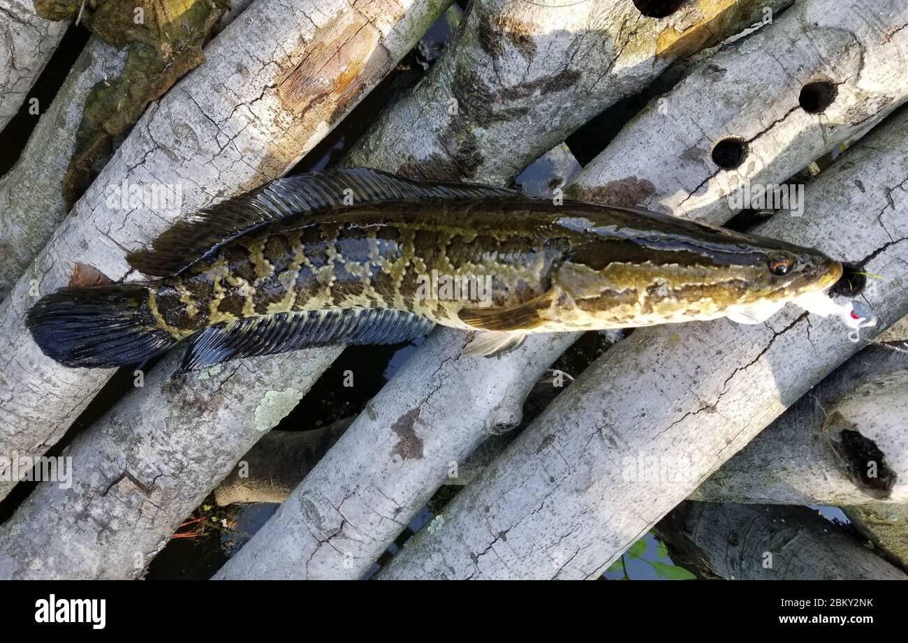 Primo piano di un pesce di serpente sul ponte di legno Foto Stock