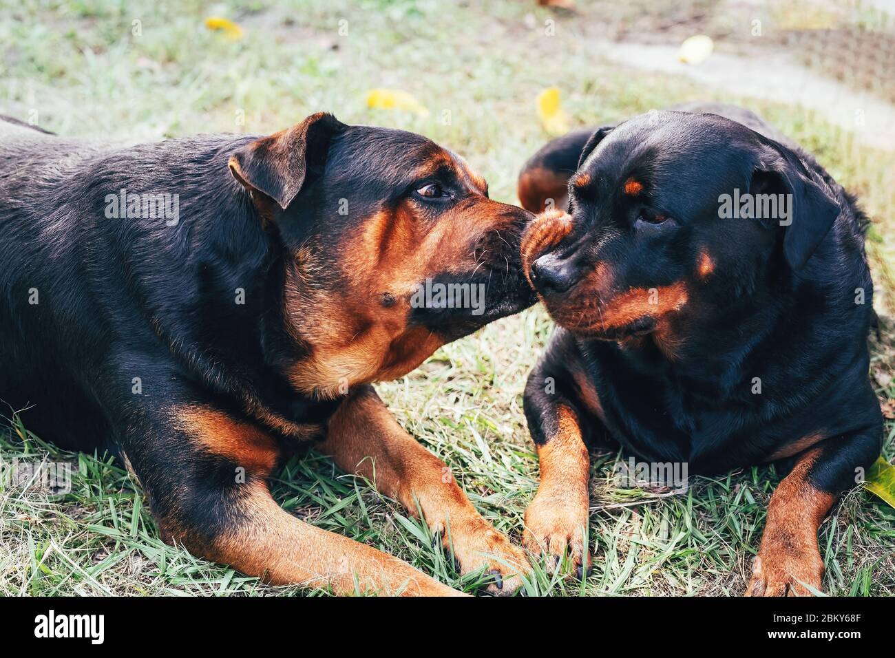 Due cani da marciallo si baciano sull'erba. Foto Stock