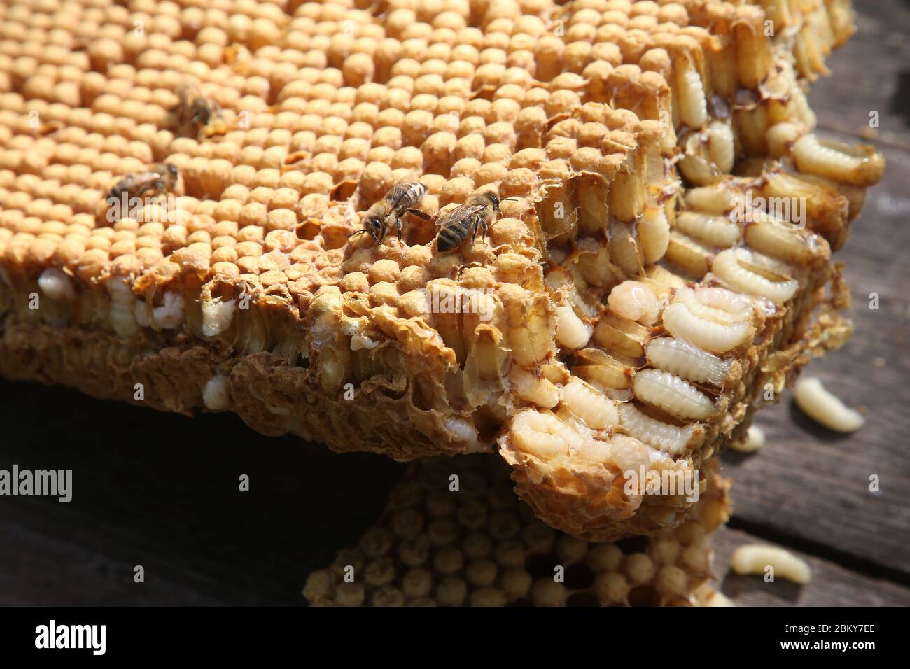05 maggio 2020, Berlino: Api da miele siedono su un nido d'ape con brodata di drone tagliata fuori da un'alveare. Gli apicoltori rimuovono la covata di droni dalle colonie di api per prevenire o contenere la diffusione dell'accanito temuto di Varroa. L'acaro, introdotto dall'Asia negli anni '70, è ovale, largo 1.4 mm e lungo 1.2 mm e depone le uova nelle cellule di covata ricoperte dalle api. Gli acari spolverano le larve delle giovani api e succhiano il sangue per nutrirsi. Le larve delle api sono indebolite dalla perdita di sangue e sono suscettibili a virus e batteri patogeni. Mentre le api si schiudono, gli acari lasciano anche la cellula di covata e migrano verso un altro. Foto Stock
