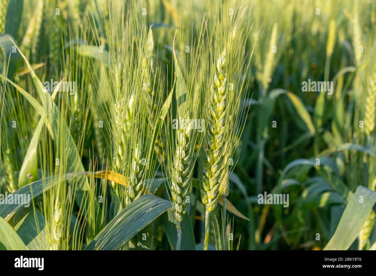 Spighe di grano verde giovane in primavera campo estivo, primo piano Foto Stock