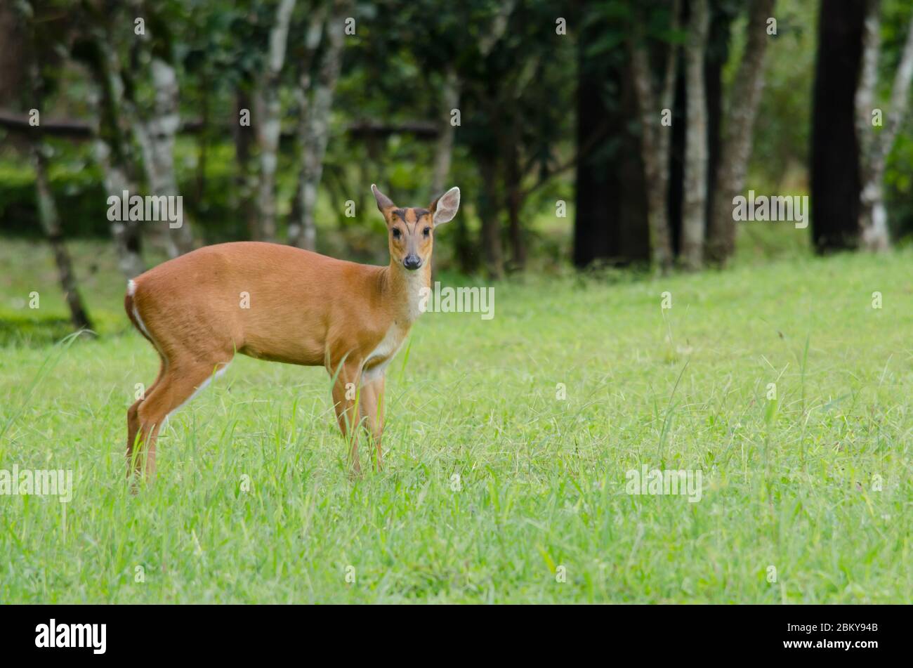 Il muntjac rosso è una specie della Cina, del Laos, del Myanmar, della Thailandia e del Vietnam. Foto Stock