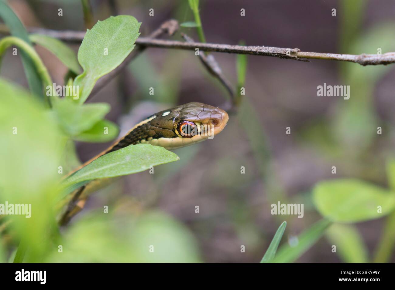 Thamnophis sauritus sauritus, il serpente a nastro orientale o comune serpente a nastro primo piano Foto Stock