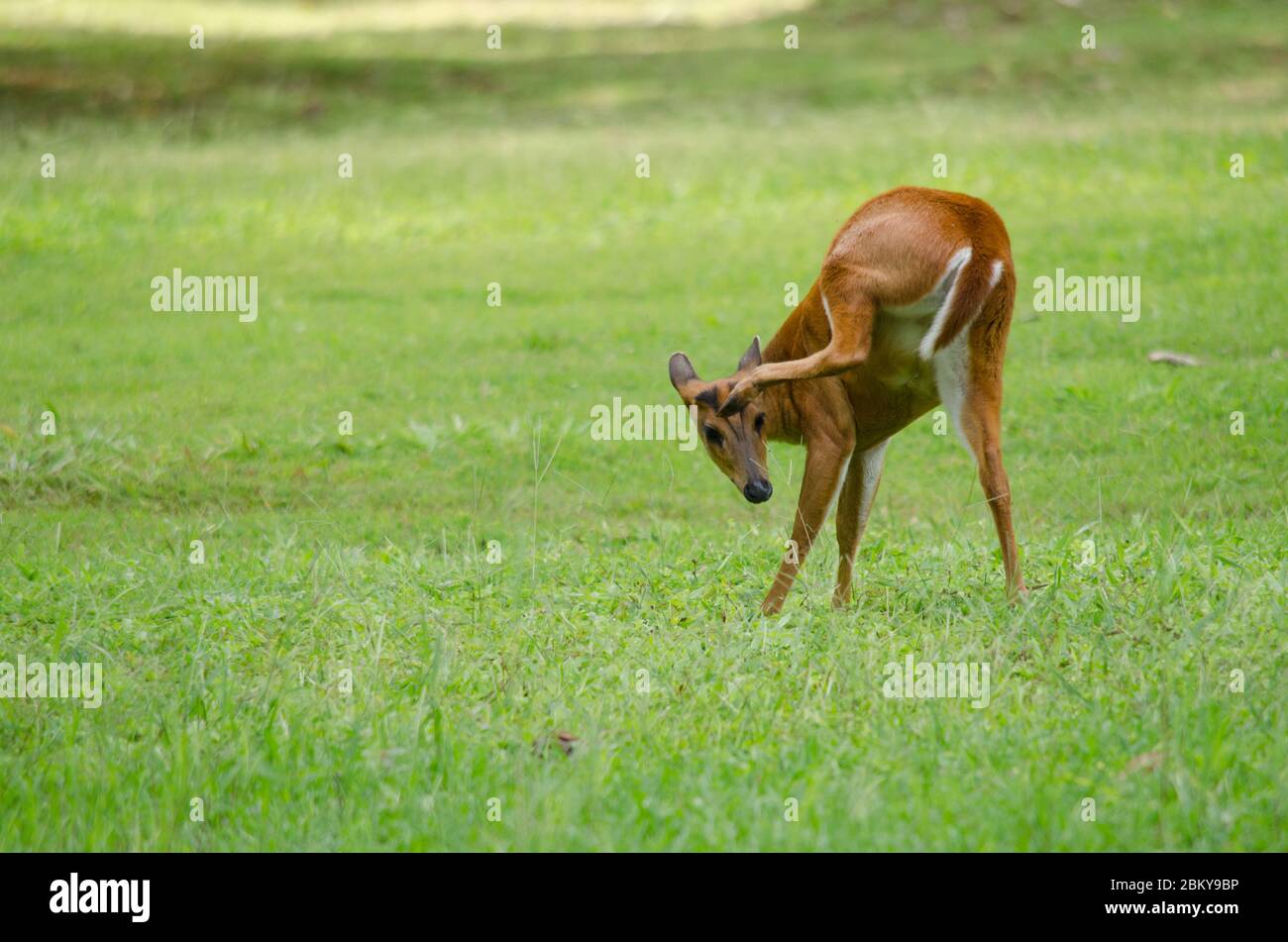 Il muntjac rosso è una specie della Cina, del Laos, del Myanmar, della Thailandia e del Vietnam. Foto Stock