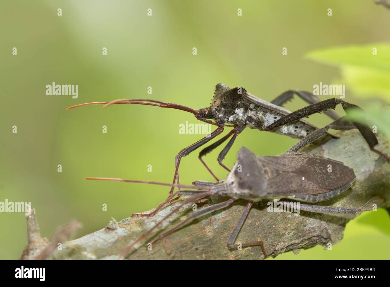 Primo piano il gigantesco bug a foglia (Acanthocephala declivis) Foto Stock