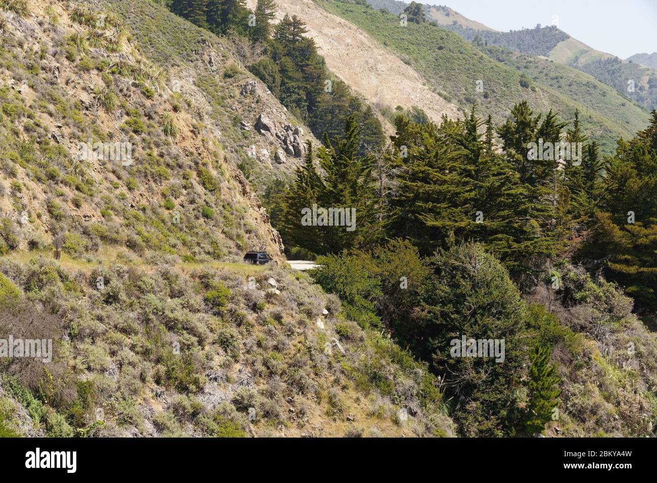 California state Route 1. Big sur, Contea di Monterey. Guida attraverso la foresta nativa di sequoie. Foto Stock