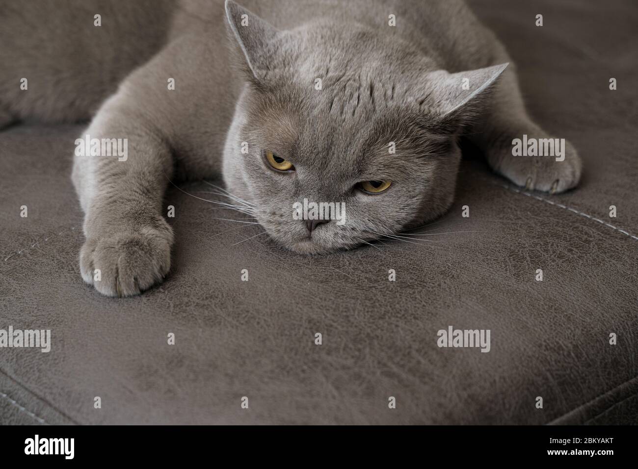 un gatto pigro grigio britannico a forma di shorthair si trova disteso con un look dispiaciuto. Carino animale domestico. Tono di grigio Foto Stock