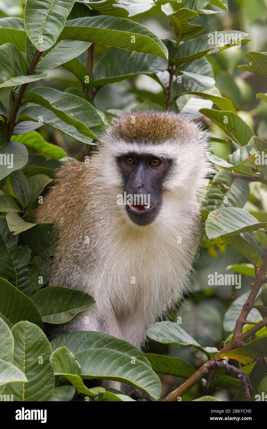 Una scimmia di verveto maschile, in un albero di guava, Karen, Nairobi, Kenya. 5 maggio 2020 Foto Stock