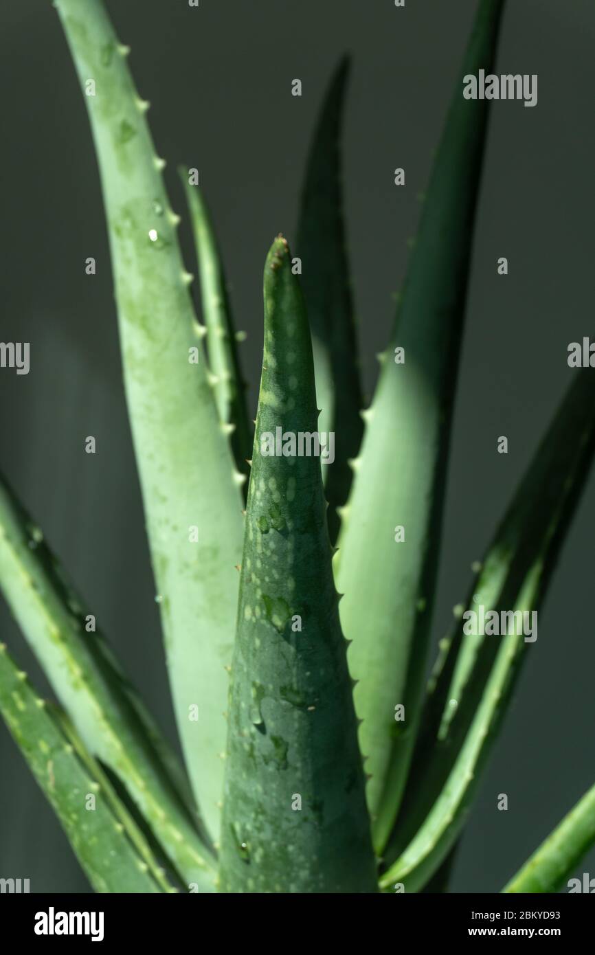 Aloe vera è piante verdi tropicali tollerare il tempo caldo. Un primo piano di foglie verdi, aloe vera. Aloe vera è una medicina di erbe molto utile per la pelle ca Foto Stock