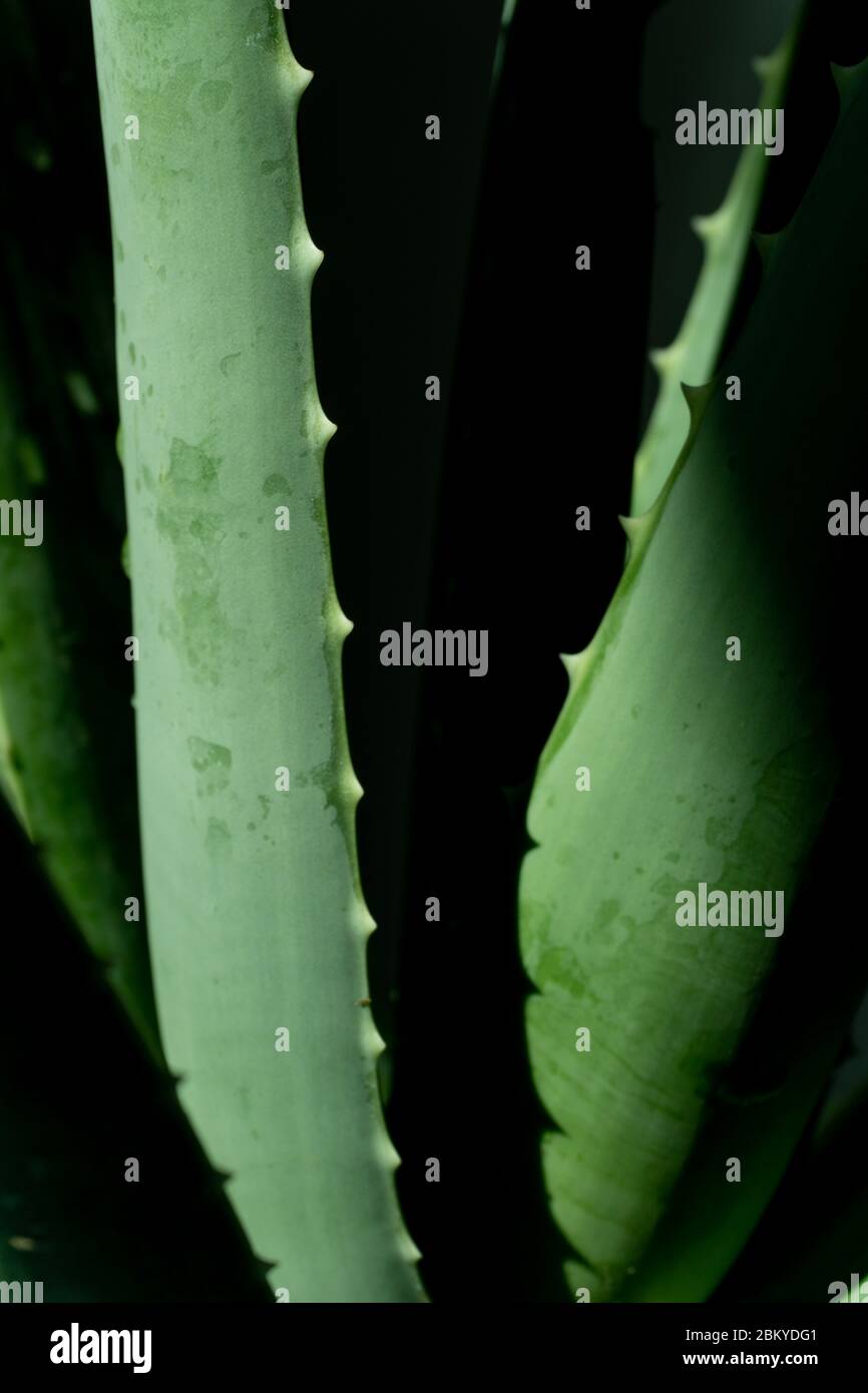 Aloe vera è piante verdi tropicali tollerare il tempo caldo. Un primo piano di foglie verdi, aloe vera. Aloe vera è una medicina di erbe molto utile per la pelle ca Foto Stock