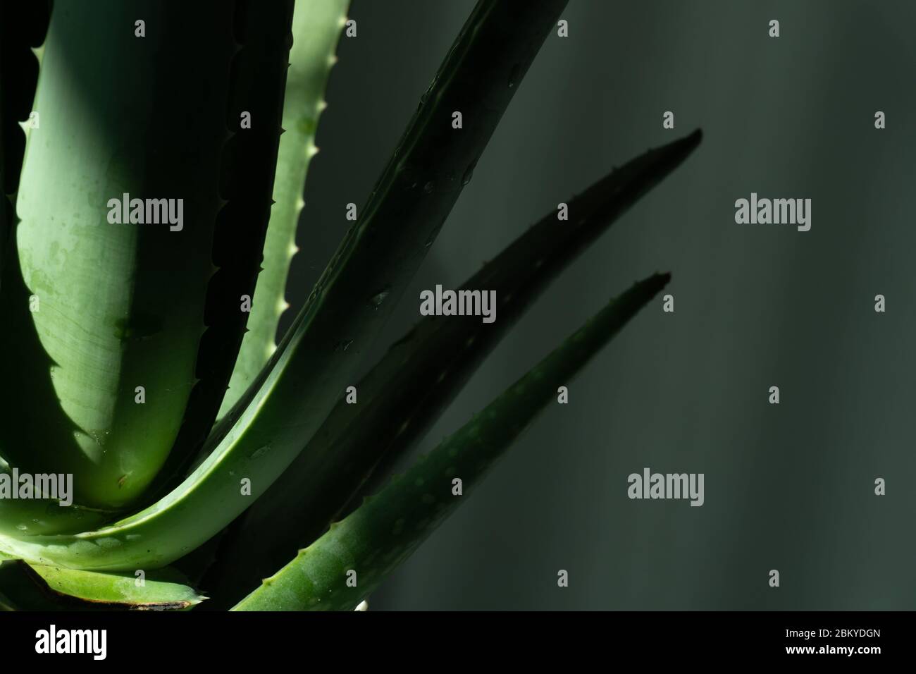 Aloe vera è piante verdi tropicali tollerare il tempo caldo. Un primo piano di foglie verdi, aloe vera. Aloe vera è una medicina di erbe molto utile per la pelle ca Foto Stock