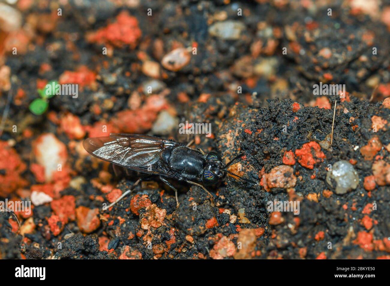 Hermetia illucens, soldato nero volare foraggiando in un palo di composto. Le mosche nere del soldato sono decompositori eccellenti. Foto Stock