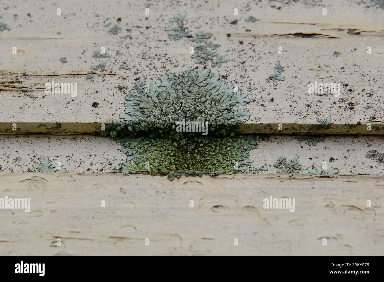 Licheni (Lecanora muralis) che crescono su legno intemperato. Foto Stock