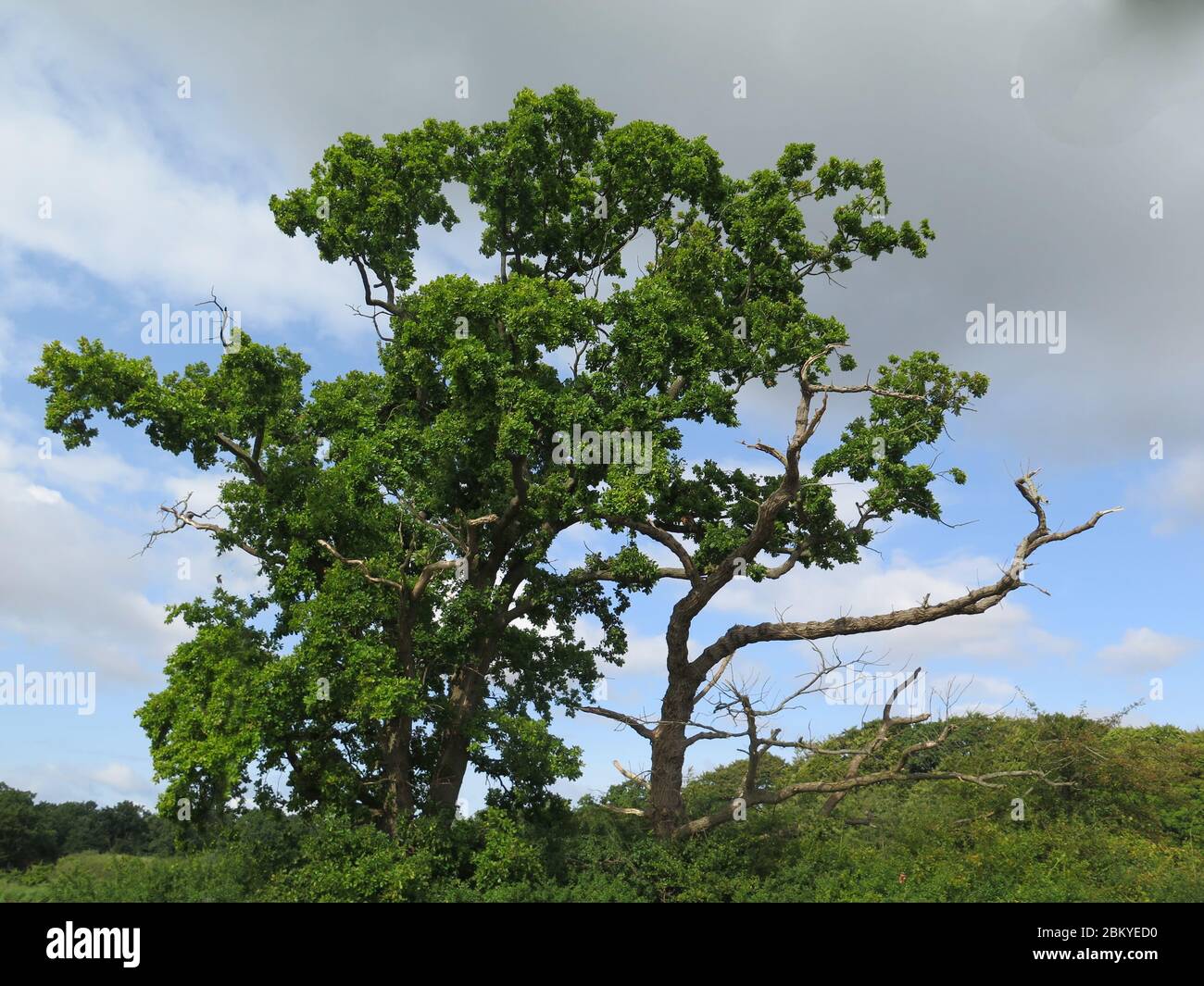 Due querce, una viva e una morta Foto Stock