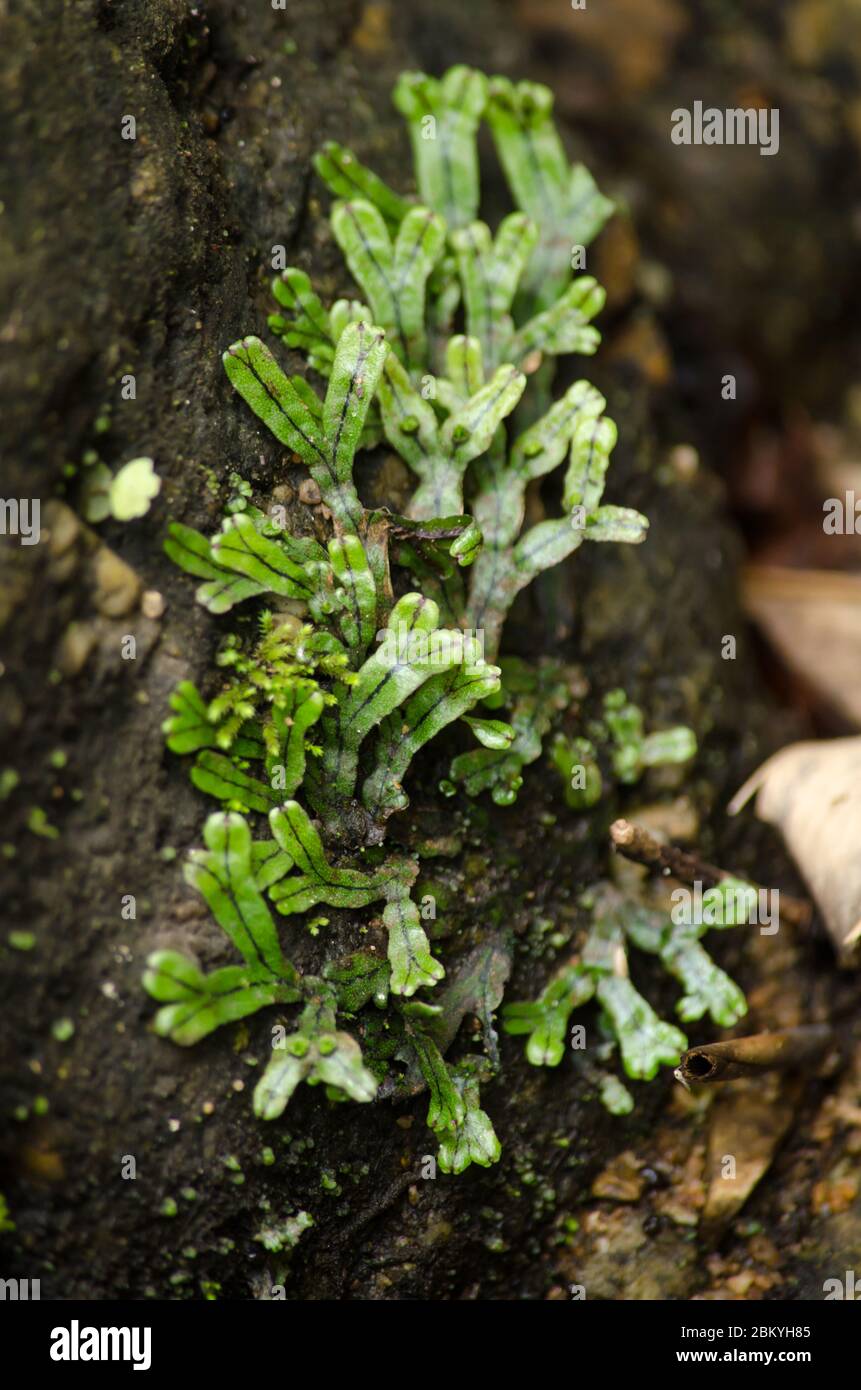 liverworts. Come muschi e cavaloi, hanno un ciclo di vita dominante gametofita Foto Stock