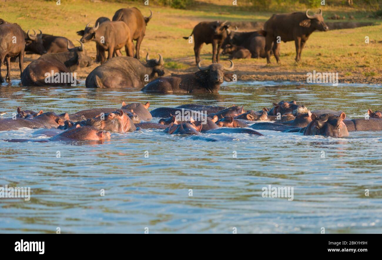 Bufalo africano, caffer di Syncerus, ippopotamo, anfibio di Hippopotamus, Parco Nazionale della Regina Elisabetta, Uganda Foto Stock
