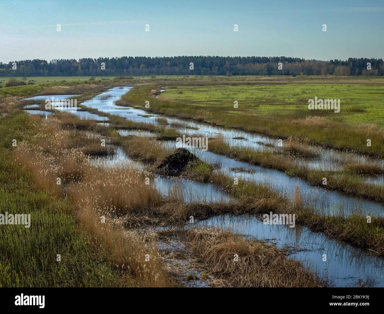 casa beaver nel prato del lago, paesaggio primaverile Foto Stock