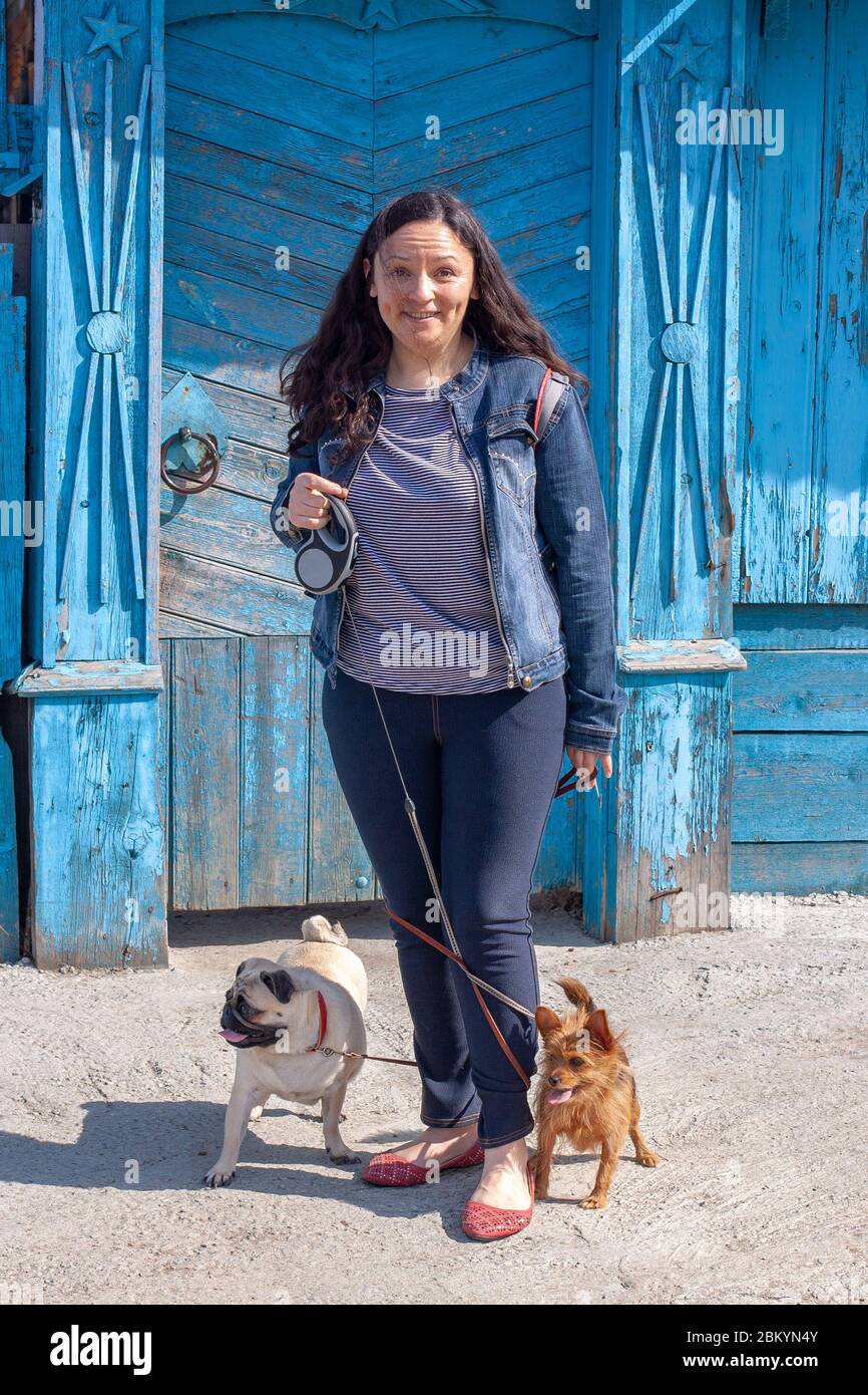Cani impigliati con le ciglia le gambe della ragazza. PUG e Yorkshire Terrier si levano in piedi con le loro lingue appese fuori. Vecchio recinto di legno blu sul retro Foto Stock