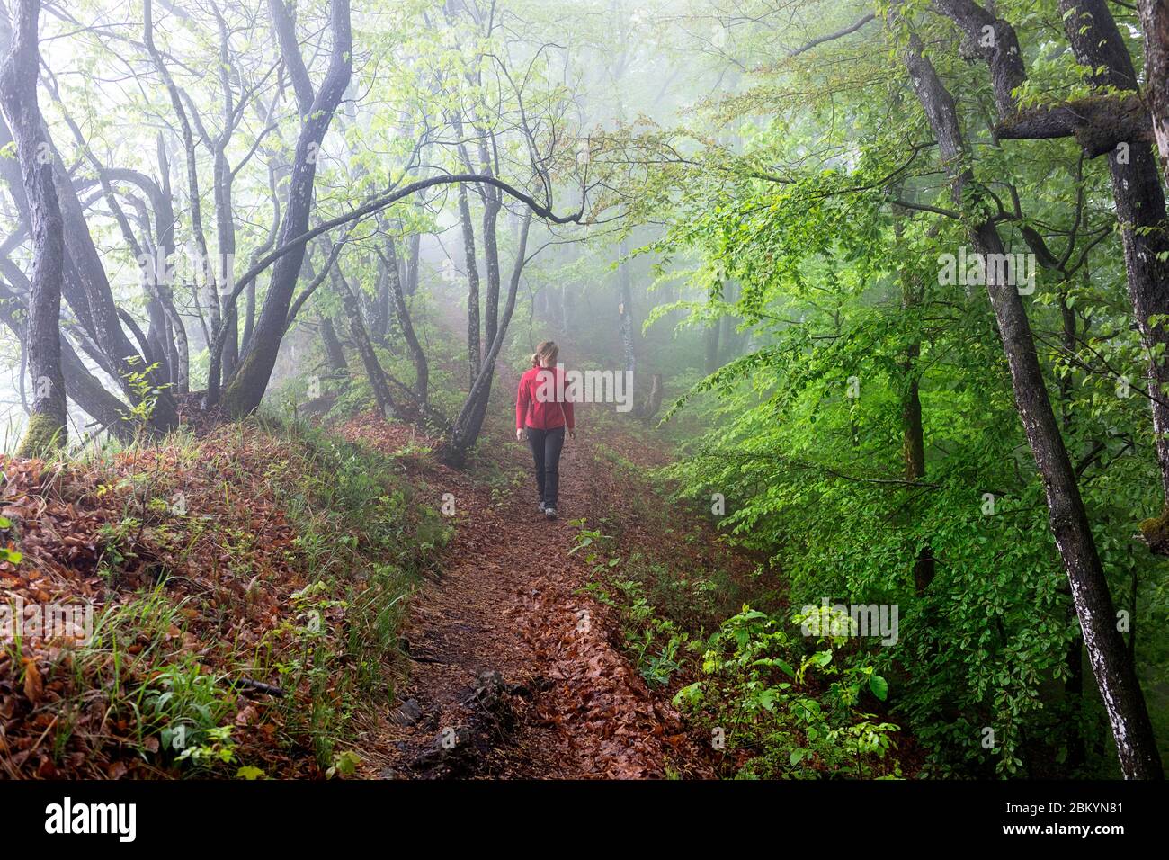Donna in giacca rossa camminando attraverso misteriosa foresta con nebbia Foto Stock
