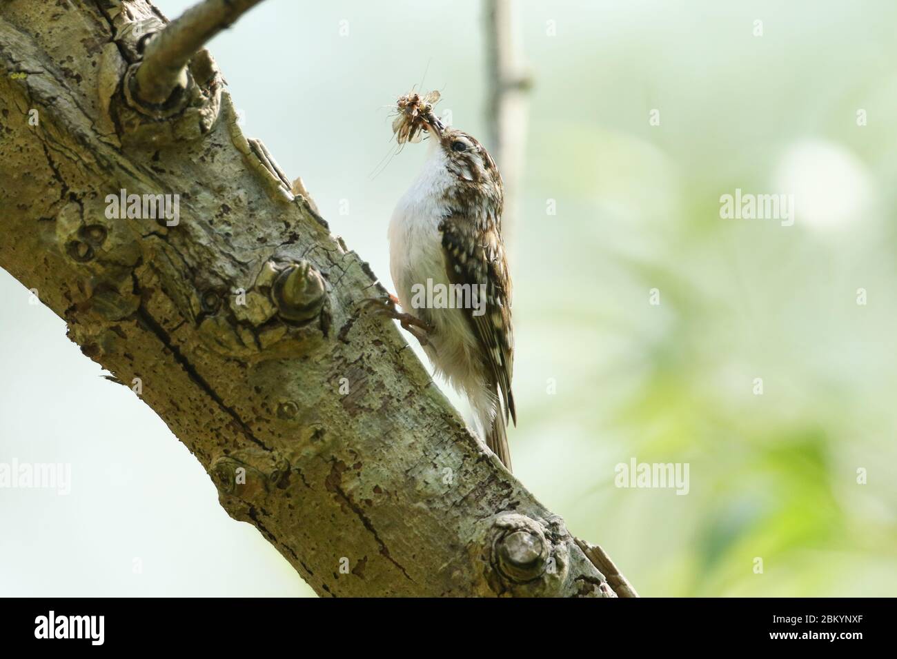 Un bellissimo Treecreeper, Certhia familiaris, che si aggirerà sul fianco di un albero con un becco pieno di insetti che si nutrirà per i suoi bambini. Foto Stock