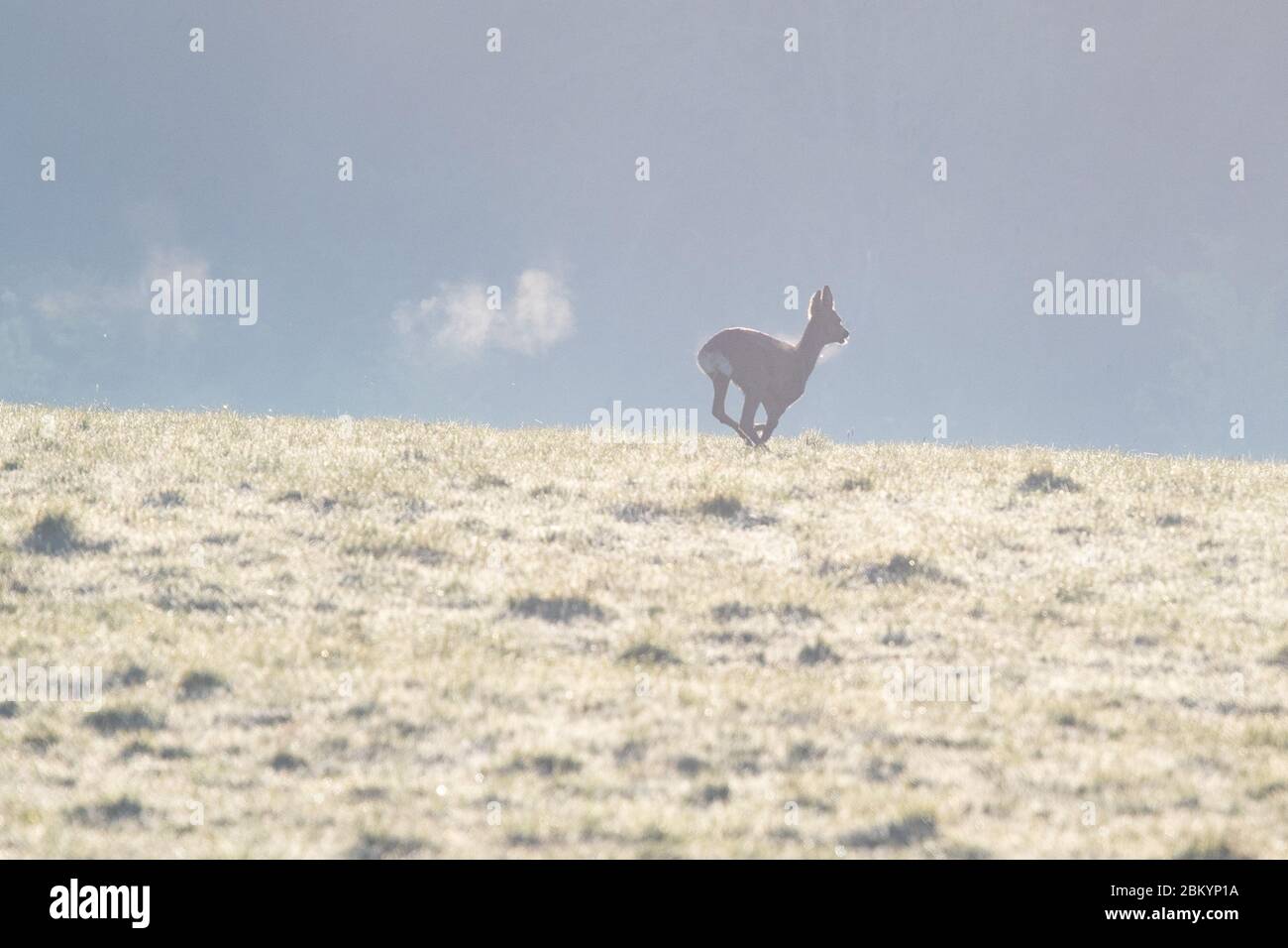 Killearn, Stirlingshire, Scozia, Regno Unito. 6 maggio 2020. Tempo britannico - un cervo lascia dietro una traccia del suo respiro condensato nell'aria fredda mentre corre attraverso un campo in Stirlingshire. Dopo un inizio fresco si prevede di essere un altro bel giorno caldo sole credito: Kay Roxby/Alamy Live News Foto Stock