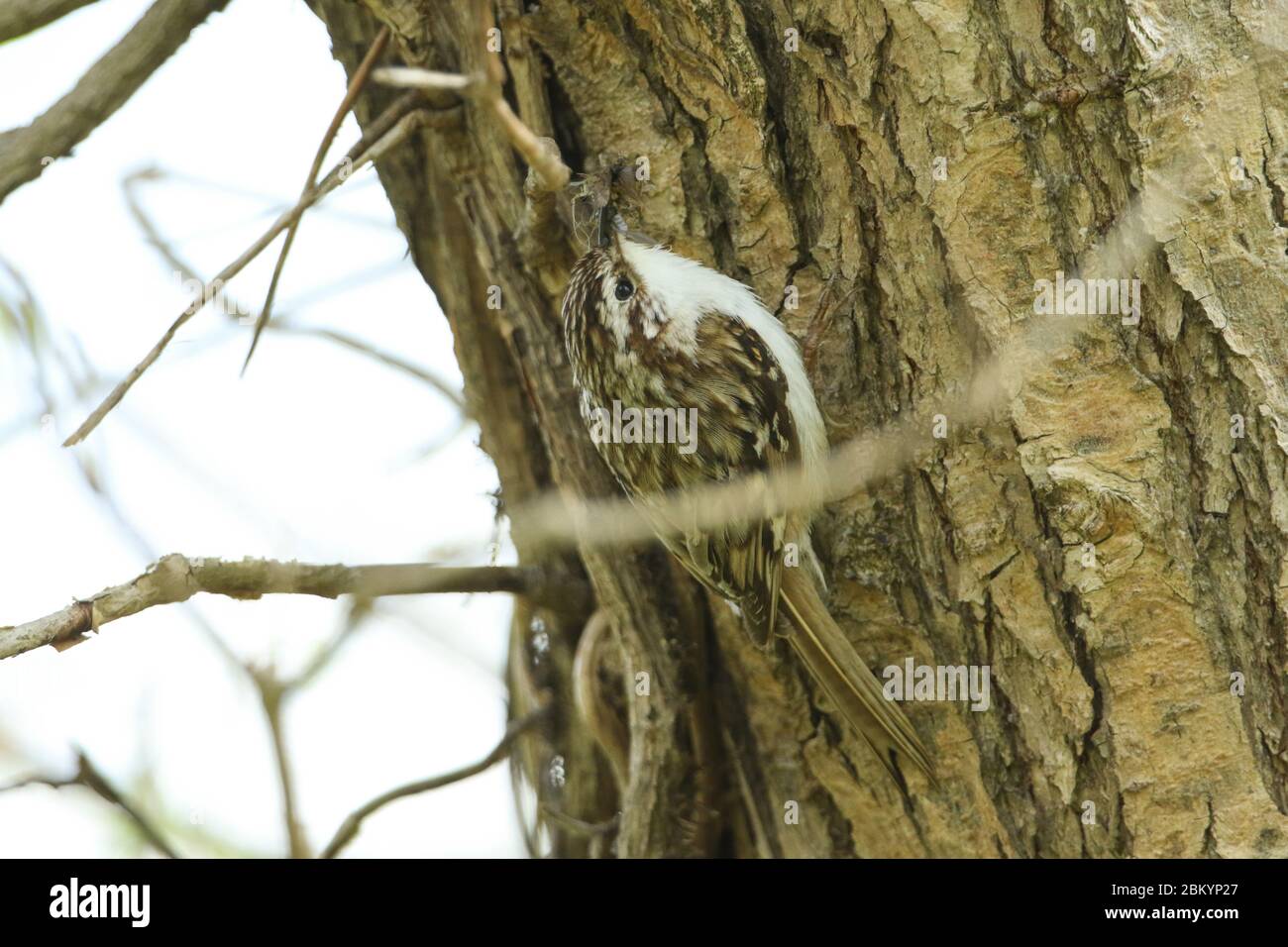 Un bellissimo Treecreeper, Certhia familiaris, che si aggirerà sul fianco di un albero con un becco pieno di insetti che si nutrirà per i suoi bambini. Foto Stock